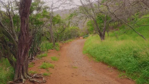 Walking the Scenic Loop Trail at Koko Crater Botanical Garden, Oahu, Hawaii Stock Footage 325756233