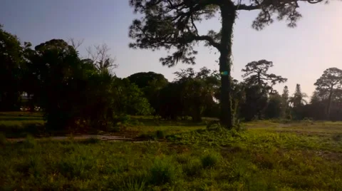 Walking to School thorough the woods Video stock 63793194