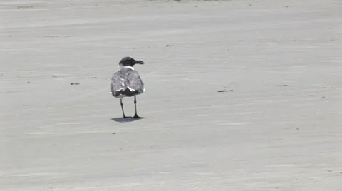 Walking sea gull  Vídeos de archivo 7754430