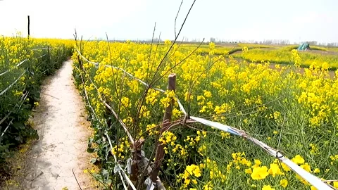 Walking in the sea of rape flowers Stock Footage 178628697