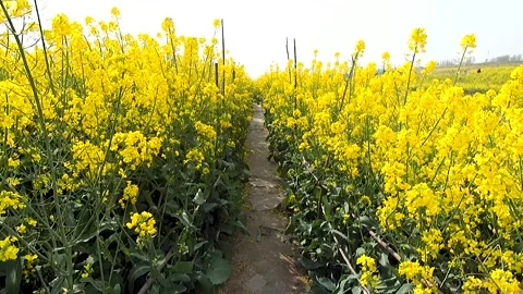 Walking in the sea of rape flowers Stock Footage 178629178