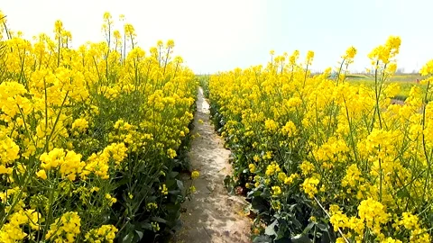 Walking in the sea of rape flowers Stock Footage 178629351