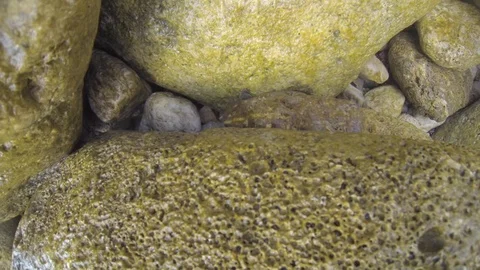 Walking on the sea rocks and finding two angry crabs Stock Footage 104306220