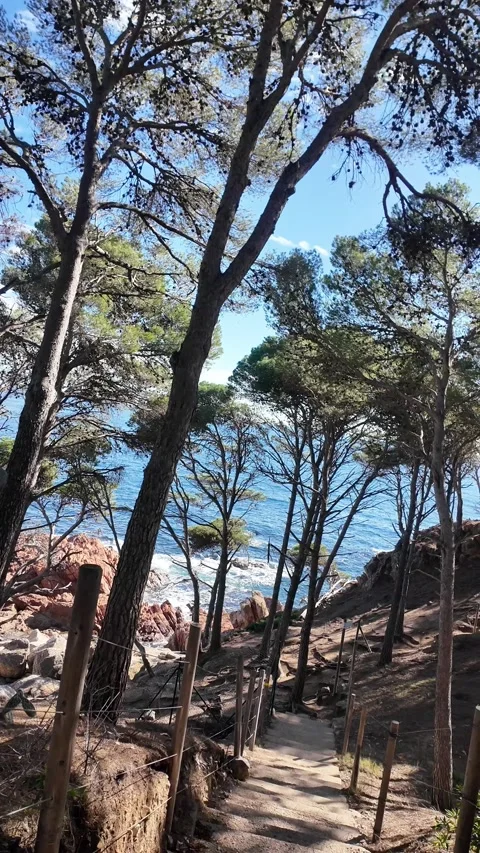 Walking to the sea through the forest with tall pine trees, vertical Stock Footage 270745878