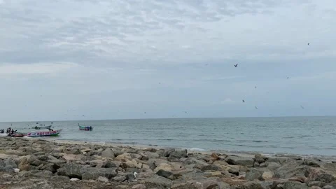 Walking on seashore with group of seagulls are catching fish background Video stock 164876007