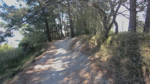Walking on seaside forest trail under pine trees on warm day Stock Footage 130071767