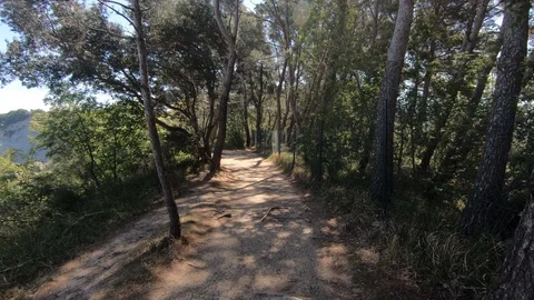 Walking on seaside forest trail under pine trees on warm summer day Stock Footage 130071841