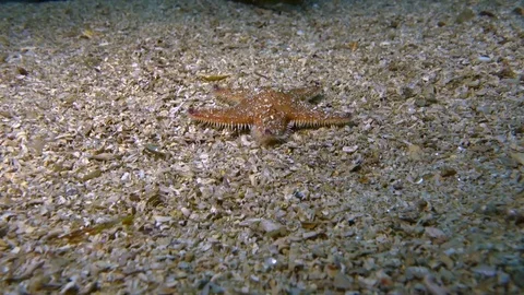Walking seastar Stock Footage 104809963