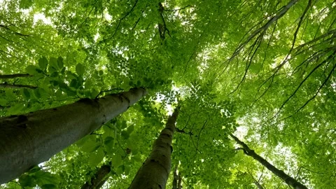 Walking in shade of beech forest. Sky seen behind rich green foliage. Green wood Stock Footage 132125118