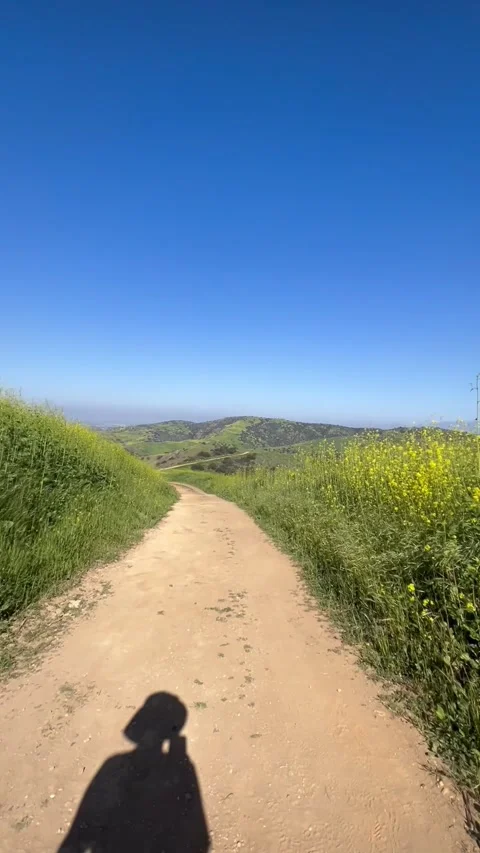 Walking Shadow on Flower Trail Vertical POV Stock Footage 331830309