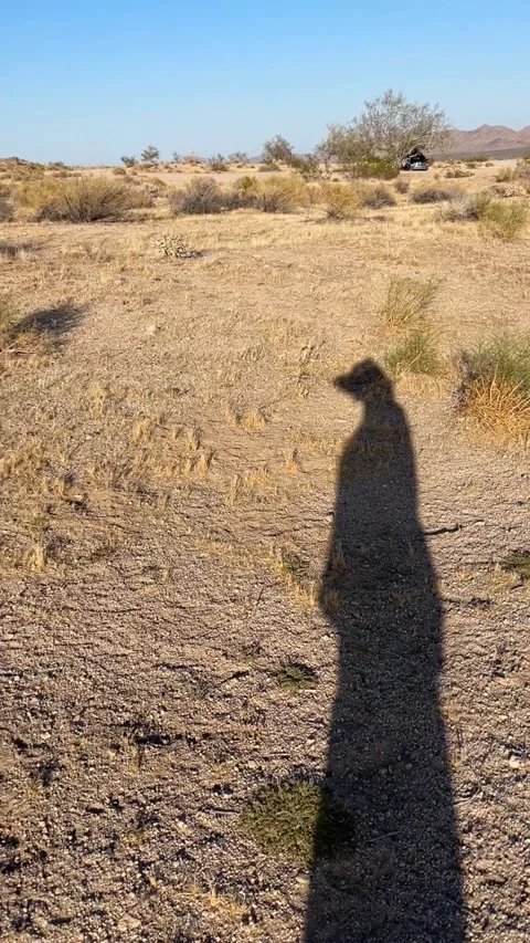 Walking shadow through Joshua Tree desert campground vertical 4K video Vídeos de archivo 335662394