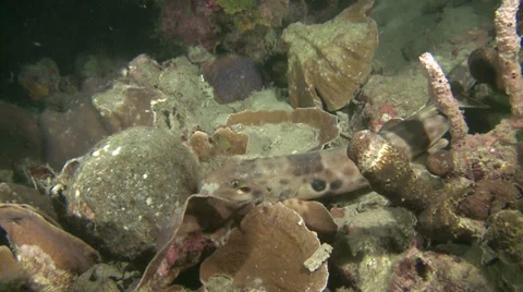 walking shark or epaulette shark - walki... | Stock Video | Pond5