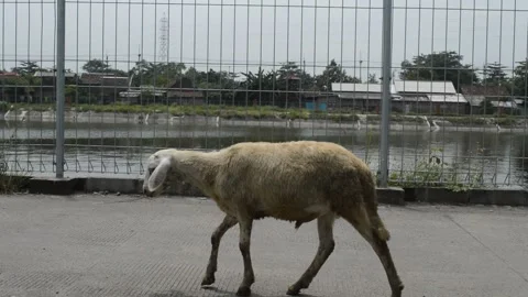 Walking sheep Video stock 224257871