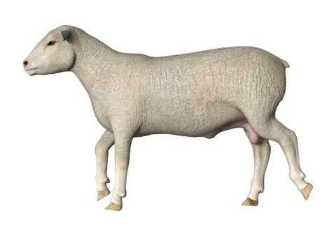 Walking sheep Stock Illustration