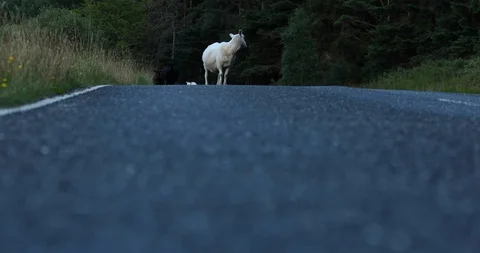 Walking sheeps Video stock 101342239