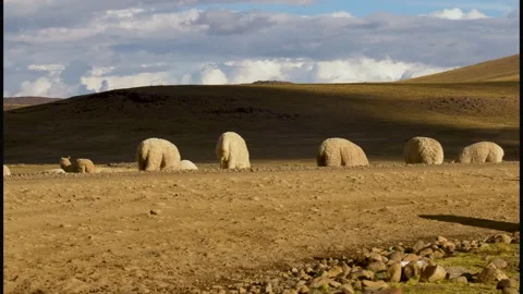 Walking sheeps in Peru Stock Footage 267338914