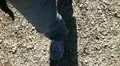 Walking (shoes close-up) HD Footage