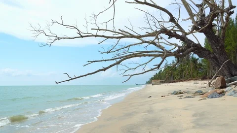 Walking shoot under a big dead tree on the beach Stock Footage 107673955