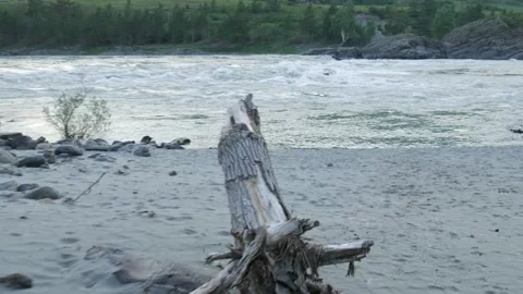 Walking on the shore of a big mountain river surrounded by mountains and trees Stock Footage 248203770