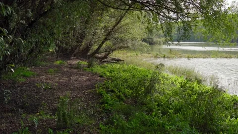 Walking on a shore of a lake covered in grass, trees and bushes Stock Footage 263135953