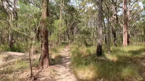 Walking shot along bush track nice sunny day Stock Footage 211342853