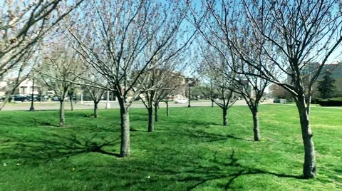 Walking Shot Through a Cluster of Budding Trees Stock Footage 63080347