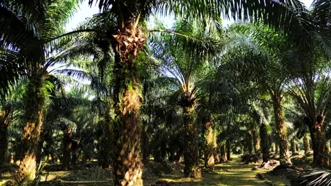 Walking Shot Through Parallel Rows of Mature Oil Palm Trees in Borneo Estate Stockbeeldmateriaal 329086466