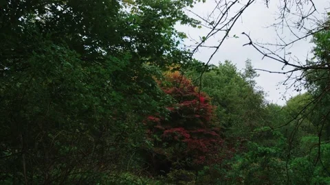 Walking shot through park through branches to autumnal tree Stock Footage 141747320