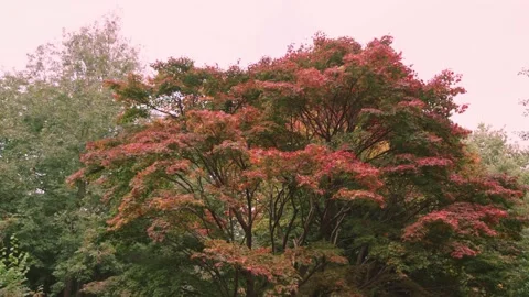 Walking shot through park through branches to autumnal tree Stock Footage 141747427