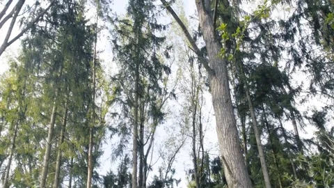 Walking shot up to trees 01 動画素材 80539778