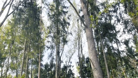 Walking shot up to trees slow motion 02 動画素材 80539788