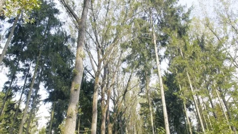 Walking shot up to trees slow motion 01 Stock Footage