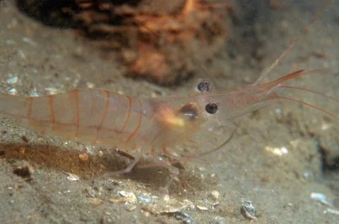 Walking shrimp Stock Photos