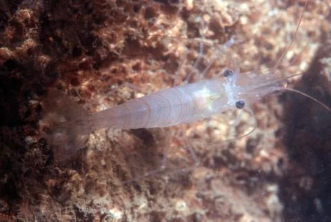 Walking shrimp Stock Photos