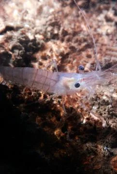 Walking shrimp Stock Photos