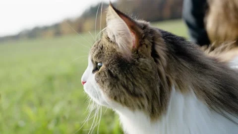 Walking a siberian cat Stock Footage 221784914