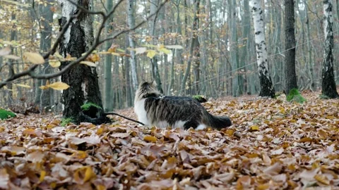 Walking a siberian cat in forest Stock Footage 221785045