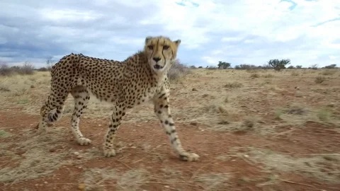 Walking side-by-side with a Cheetah Stock Footage