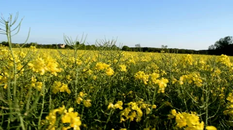 Walking Sideways Through Rapeseed Field 1 of 3 Stock Footage 50379638