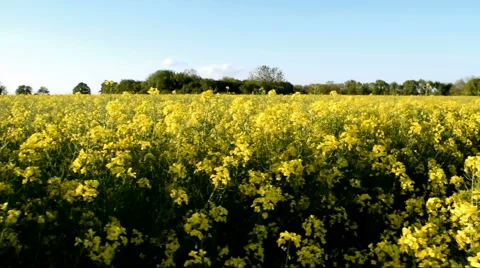 Walking Sideways Through Rapeseed Field 2 of 3 Stock Footage 50380749