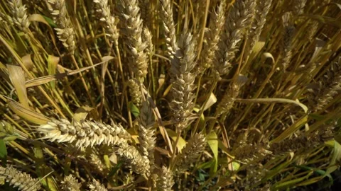 Walking in slow motion through a field touching with hand wheat ears. Beautiful Stock Footage 156748724