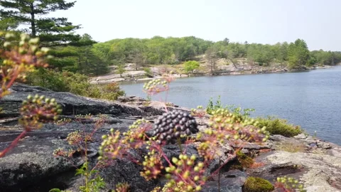 Walking Slow By Red Dried Pod Plants Over Northern Wilderness Glazier Rock Lake Stock Footage 200657718