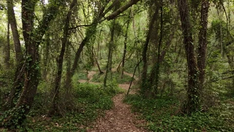 Walking slowly along a path in a forest, in early fall with no one around Stock Footage 319940175