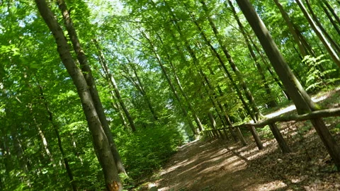 Walking slowly through the forest Stockbeeldmateriaal 134817297