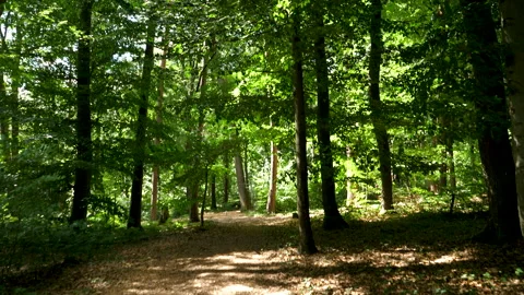 Walking slowly through the forest Stockbeeldmateriaal 134818782