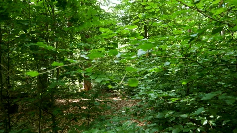 Walking slowly through the forest Stock Footage 134819293
