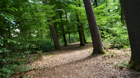 Walking slowly through the forest 動画素材 134819327