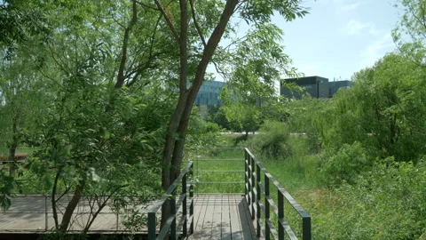 Walking slowly through the trees in the park Stock Footage 86091204