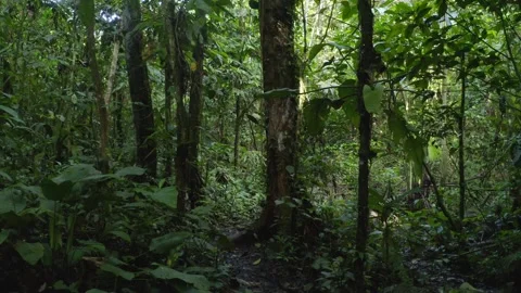 Walking on a small footpath through a tropical rainforest Stock Footage 146753255