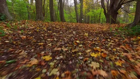Walking on a small leaf covered road in an autumn forest Stock Footage 81718764